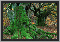 Old Beeches in the Kellerwald, North Hesse, Germany