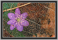 Liverwort, North Hesse, Germany