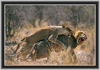 "Frauenpower", Lwen im Etosha Nationalpark, Namibia