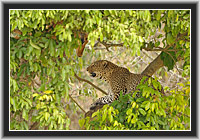 Leopard mit Beute, Masai Mara, Kenia