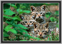 Wild Cats