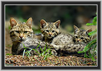 Wild Cats