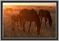 Wild Horses