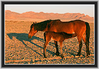 Wild Horses