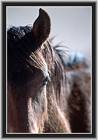 Wild Horse