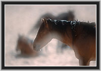 Wild Horses