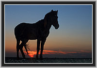 Wild Horse