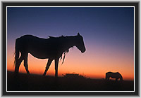 Wild Horses
