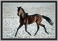 Wild Horse