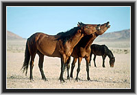 Wild Horses