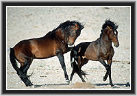 Wild Horses