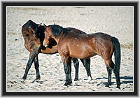 Wild Horses