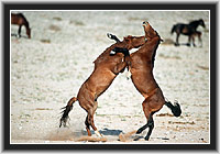 Wild Horses