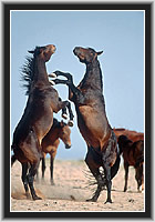 Wild Horses
