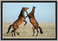 Wild Horses