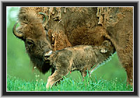 Bisons