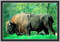 Wisent