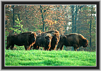 Bisons