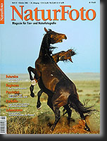 Namibian Wild Horses